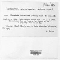 Puccinia oreoselini image